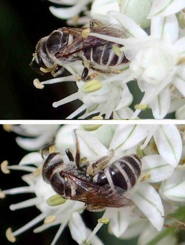 Réf. 226 310 : Halictinae inconnu